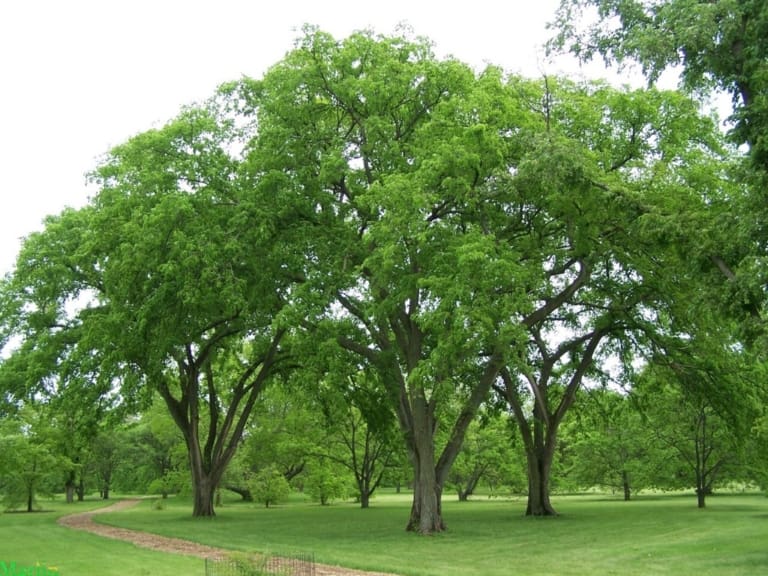 American elm
