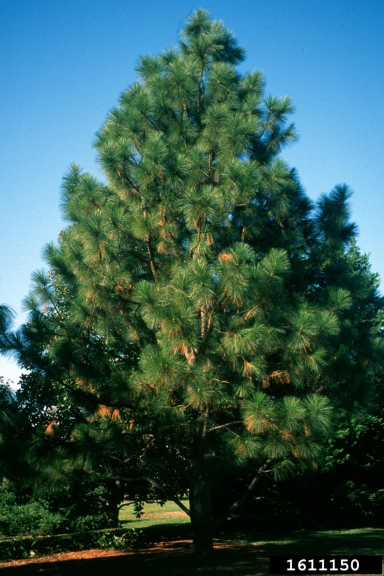 Longleaf Pine Tree