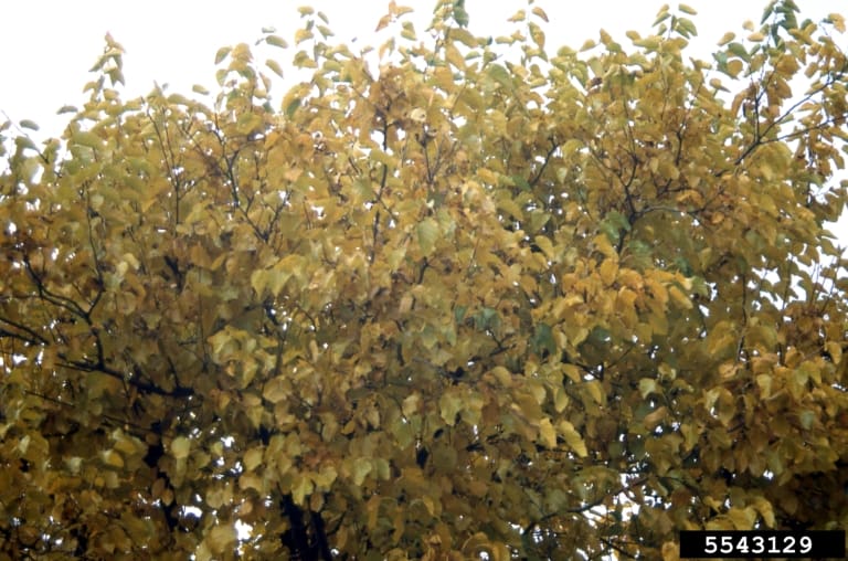Mulberry tree