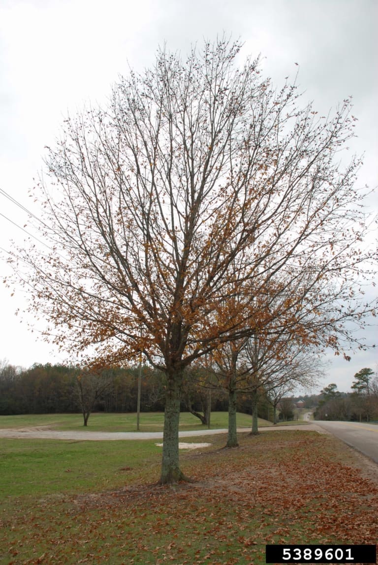 Nuttall Oak Tree