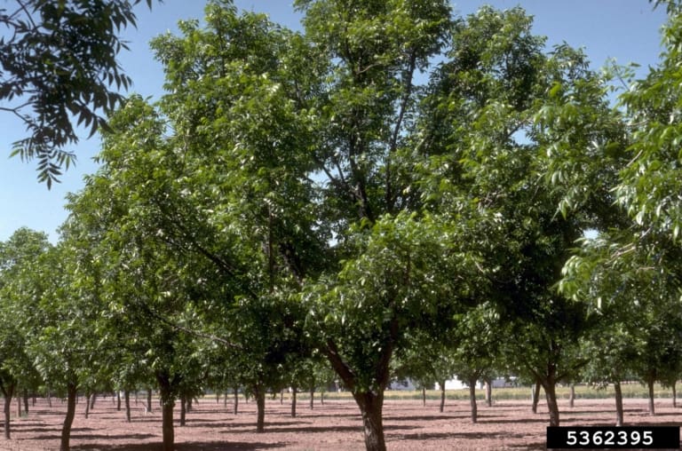 Pecan Tree
