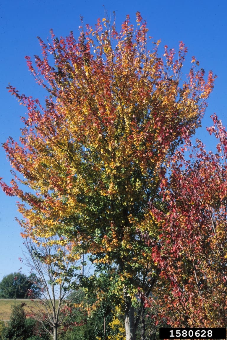 Red Maple Tree