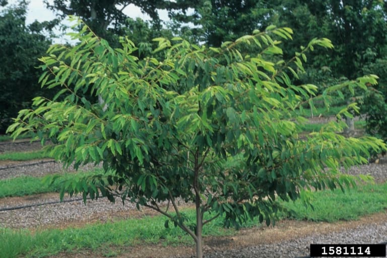 Serviceberry Tree