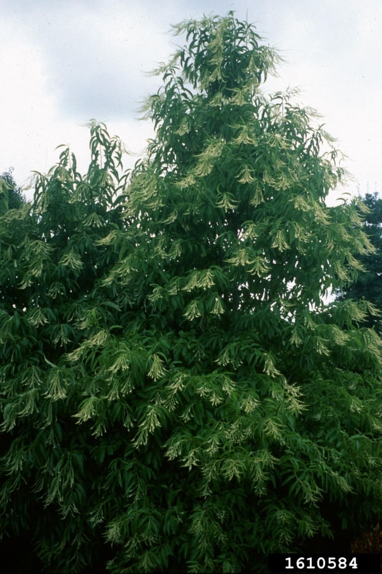 Sourwood Tree