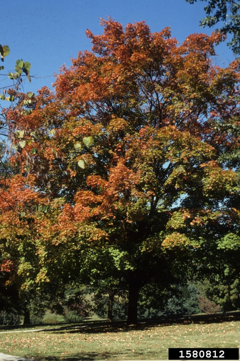 sugar maple
