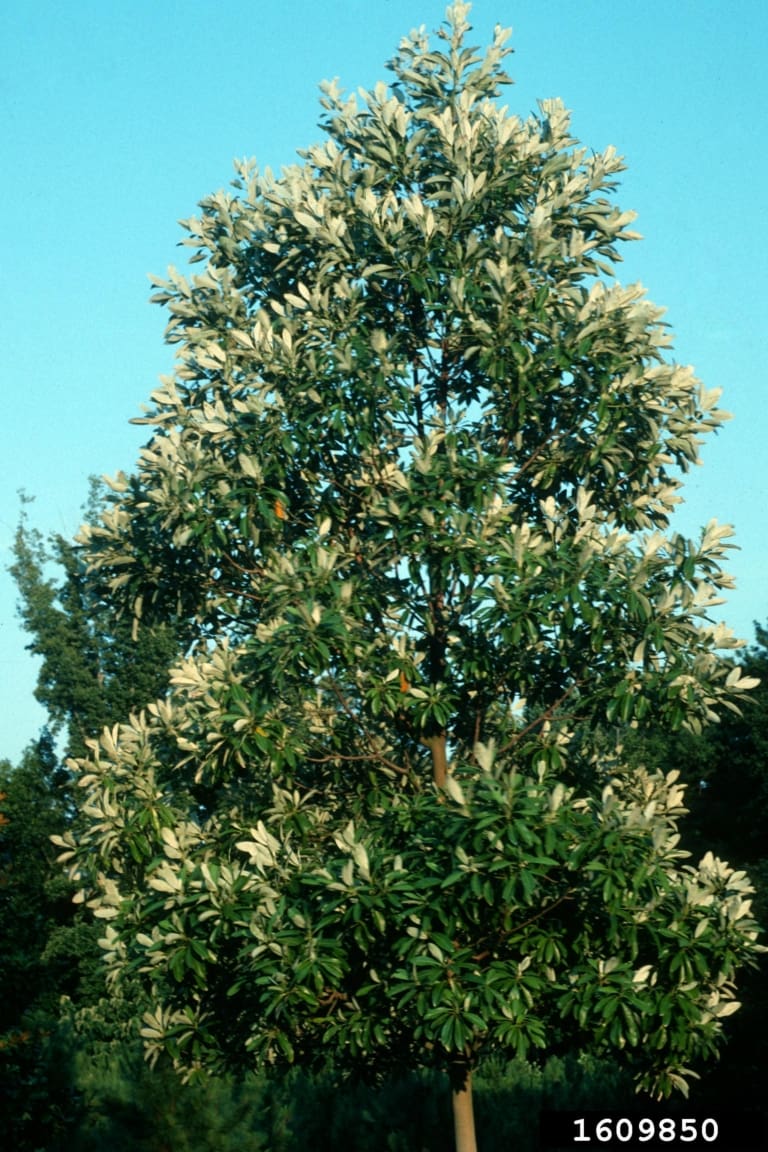 Sweetbay Magnolia Tree