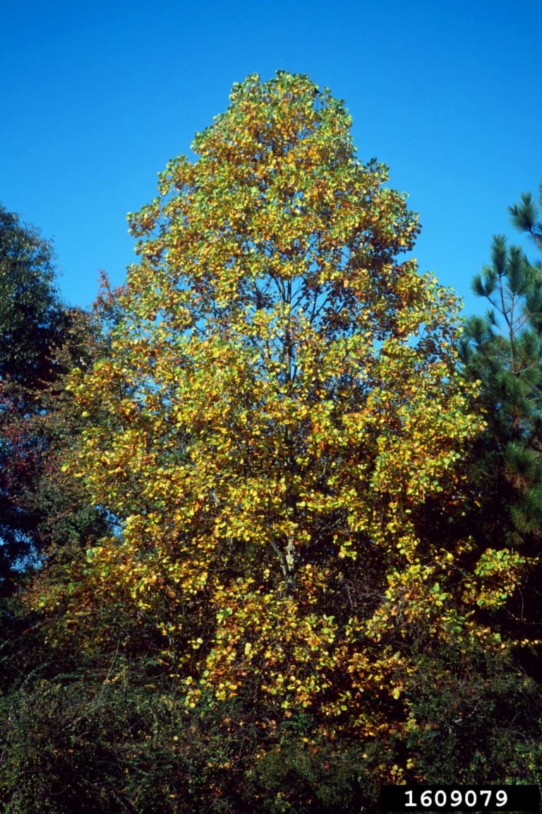 Tulip Poplar Tree