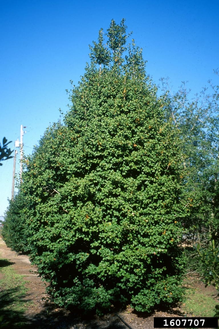 American holly