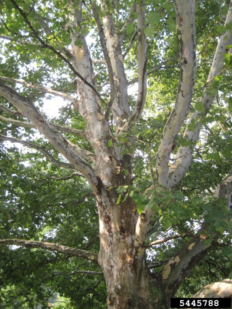 Sycamore Tree
