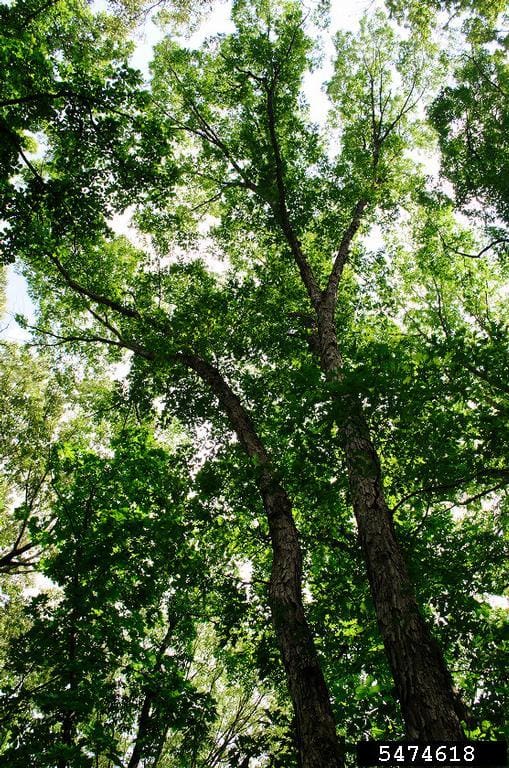 Overcup Oak Tree