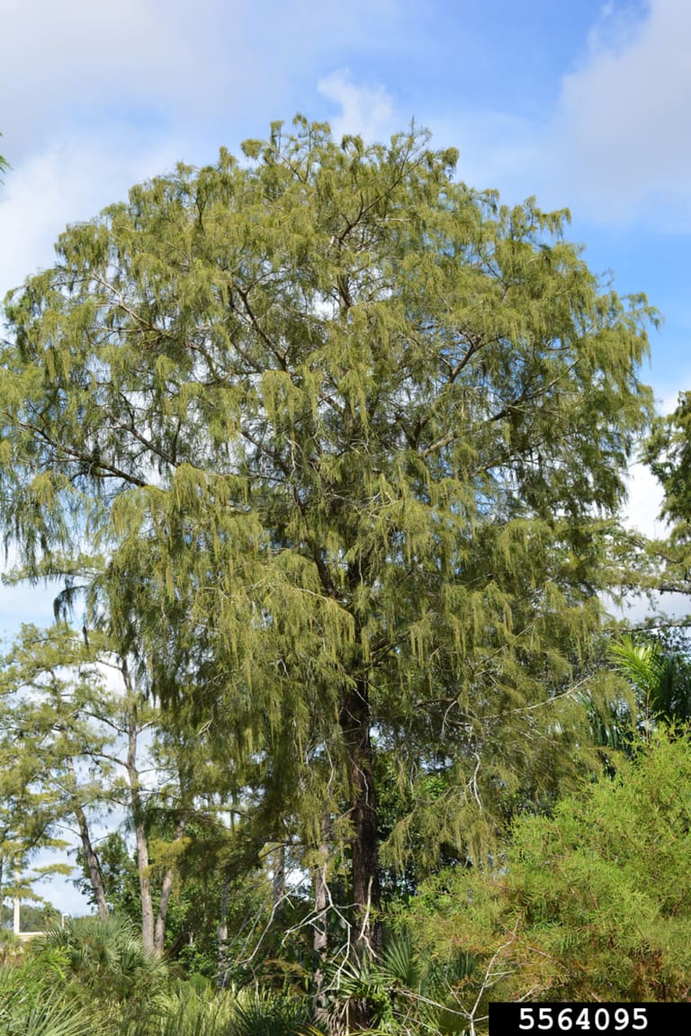 Pond Cypress Tree
