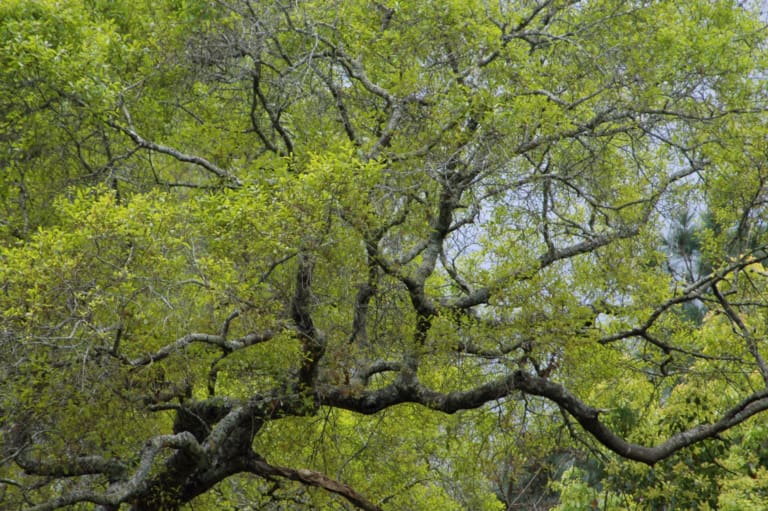 Water Oak Tree