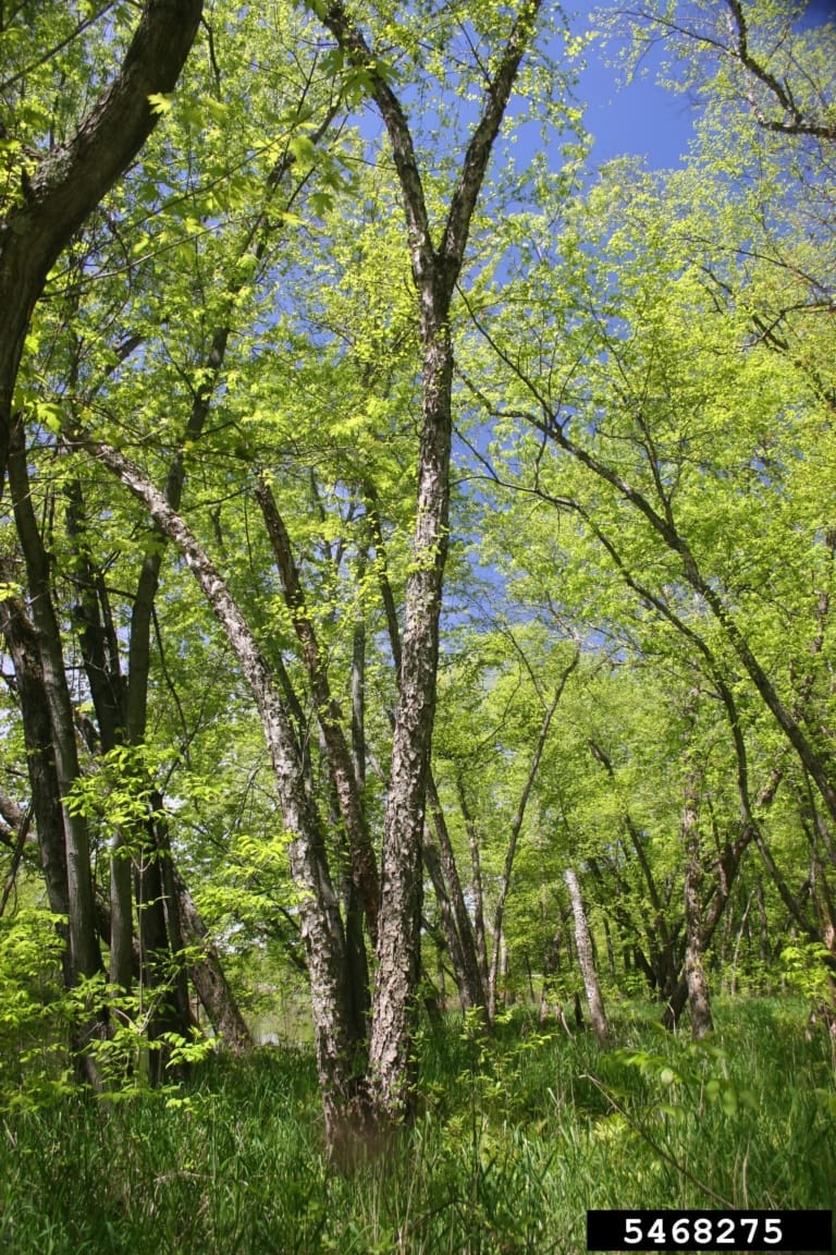 River Birch Trees