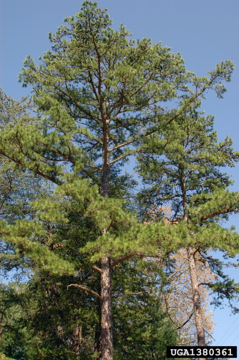 shortleaf pine