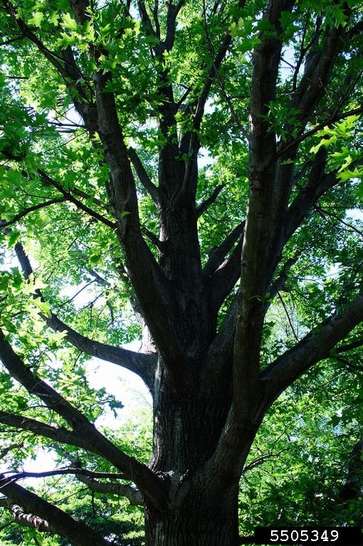 Shumard Oak Tree