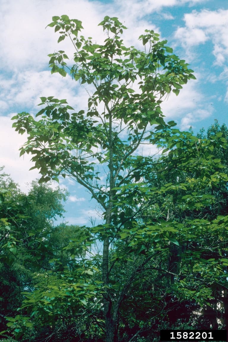 Southern catalpa tree