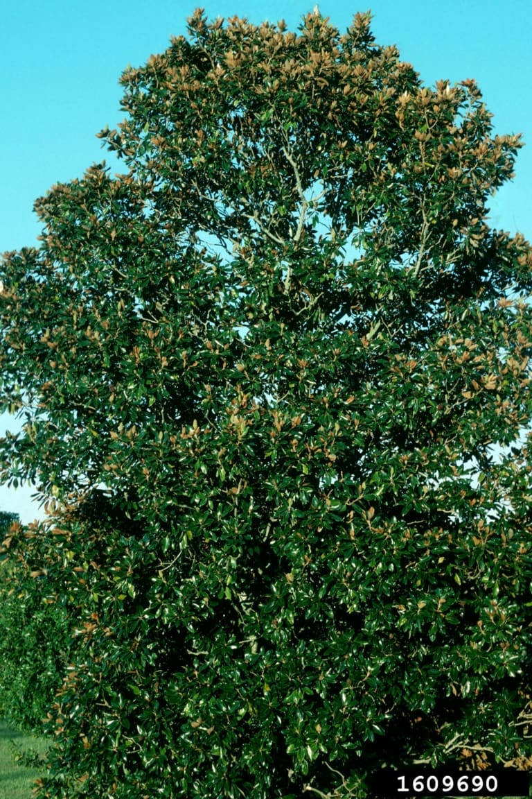 Southern Magnolia Tree