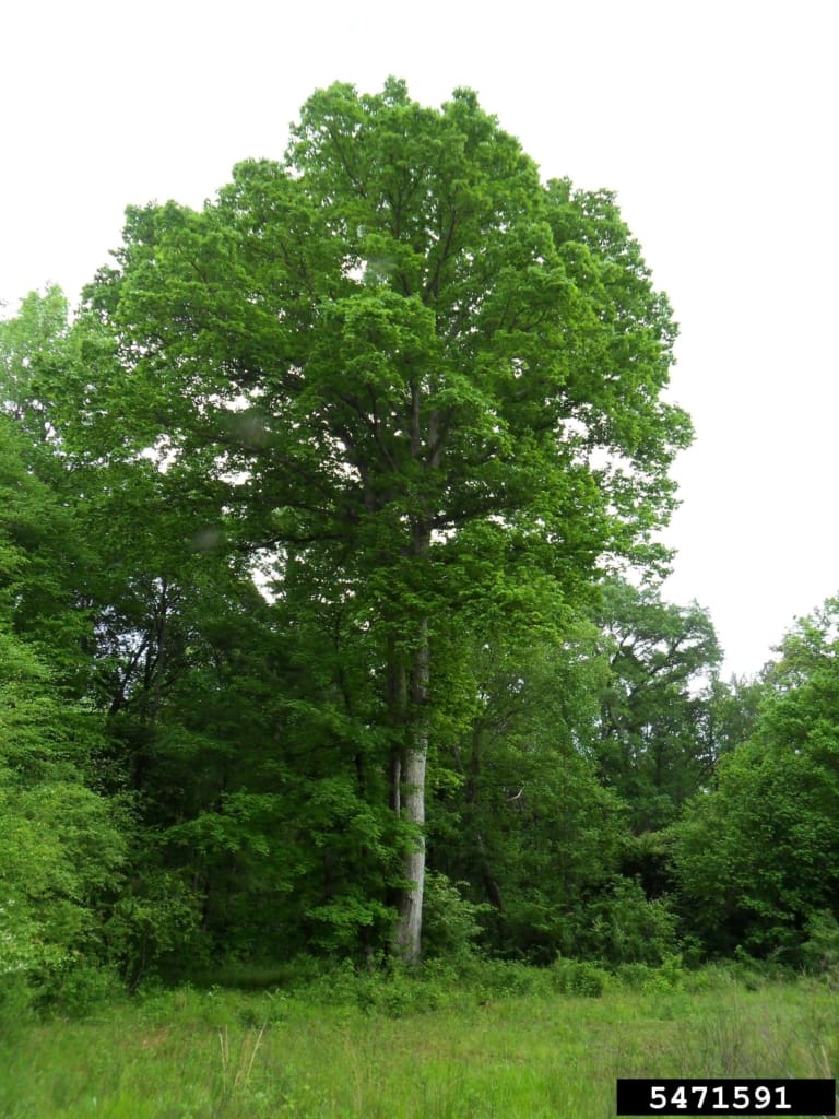 Swamp Chestnut Tree