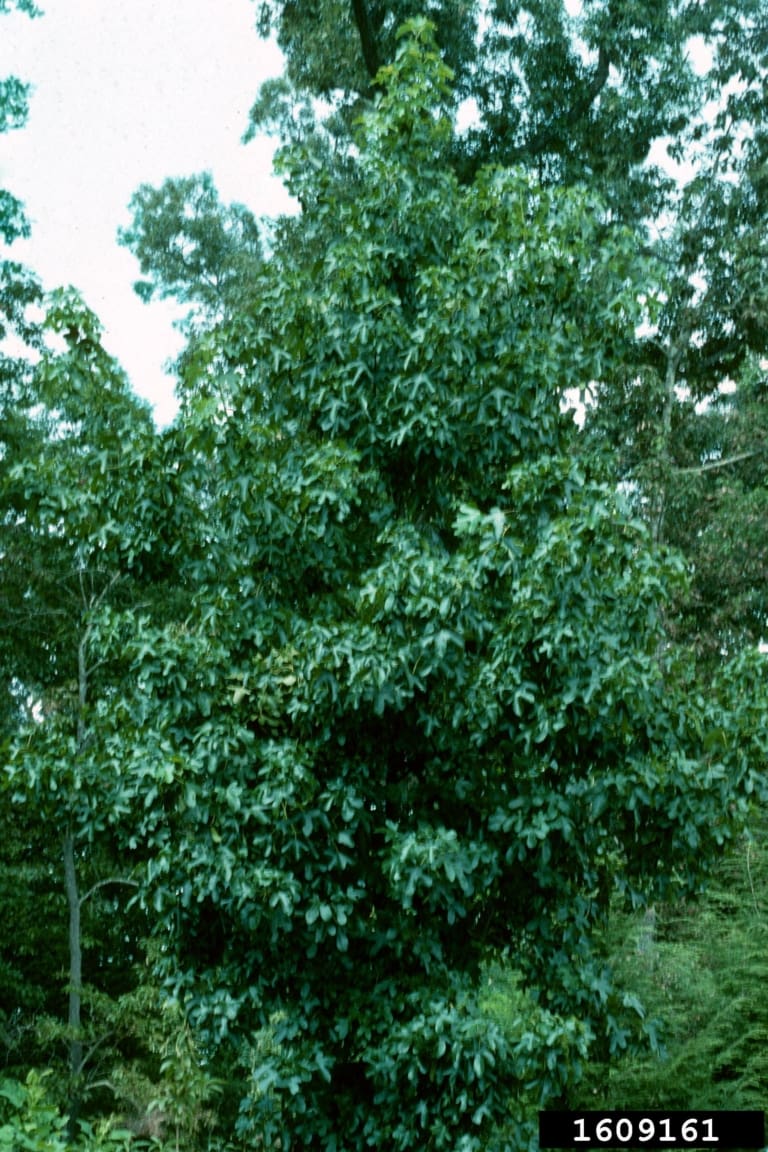 Sweetgum Tree