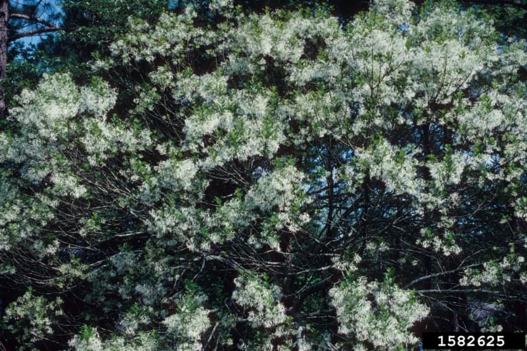 White fringe tree