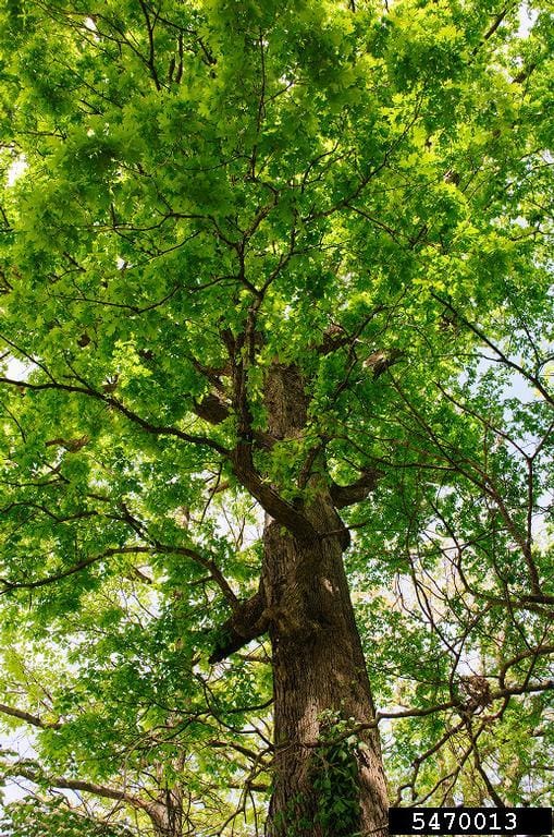 white oak