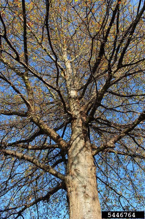 Willow Oak Tree