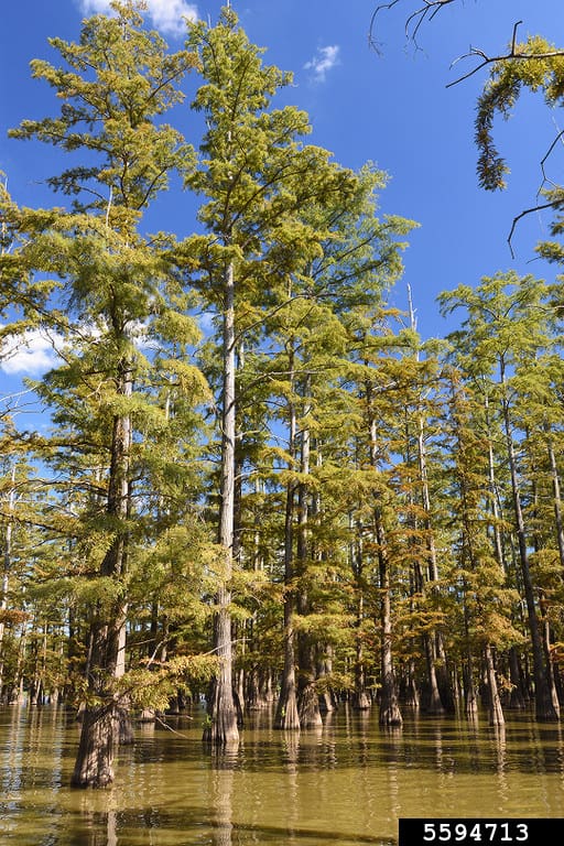 Bald Cypress trees in water