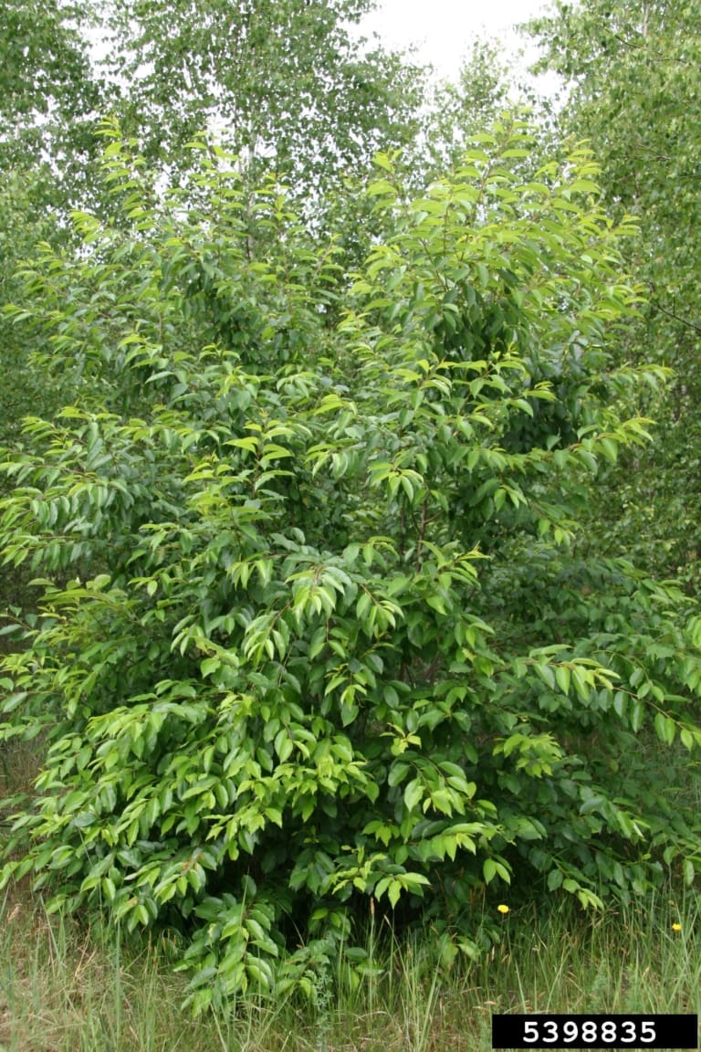 black cherry tree