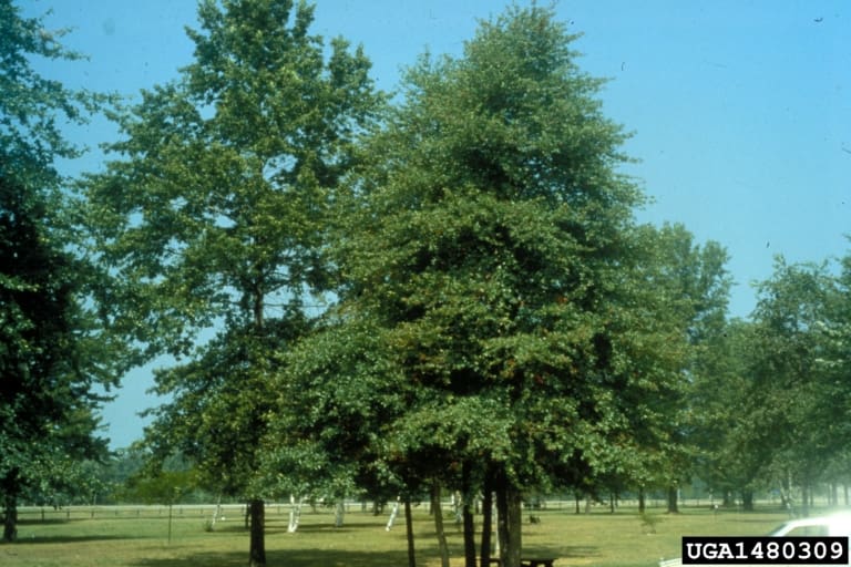black gum tree