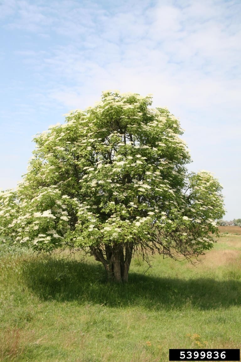 Elderberry Tree