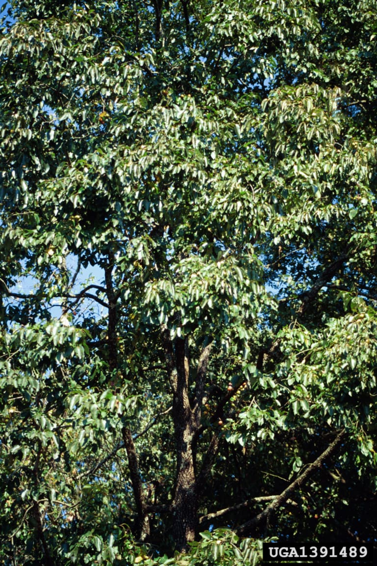 Persimmon Tree