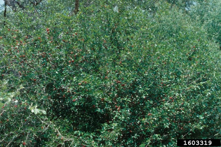 Mayhaw Tree