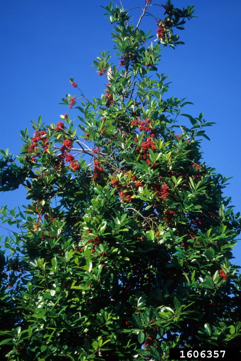 Dahoon Tree