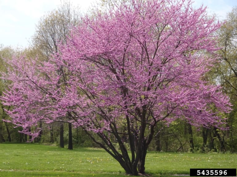 Eastern redbud tree
