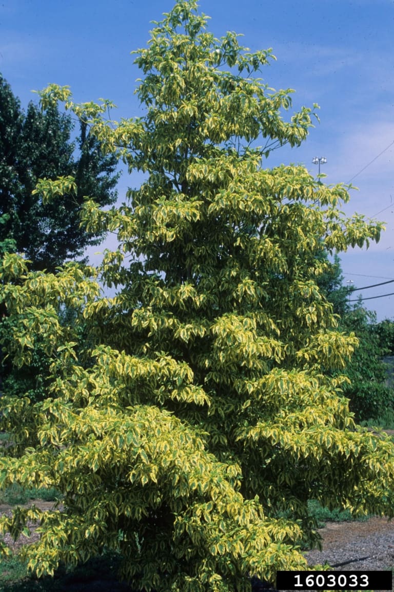 Dogwood Tree