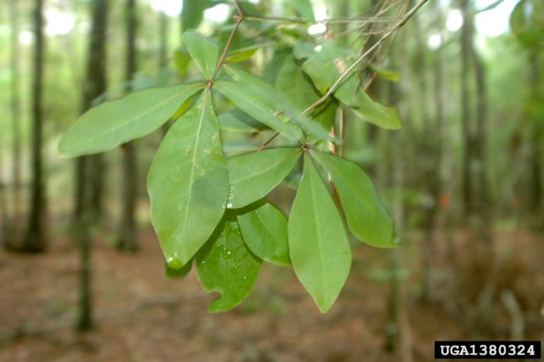 Laurel Oak Leaves
