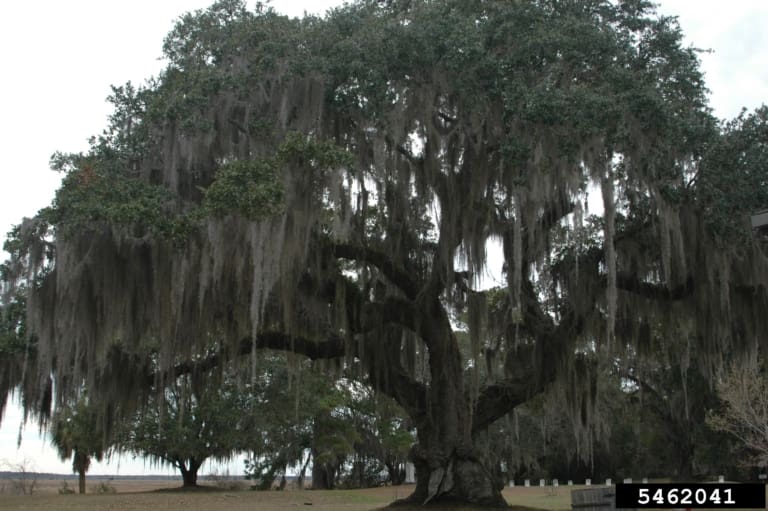 Live Oak Tree
