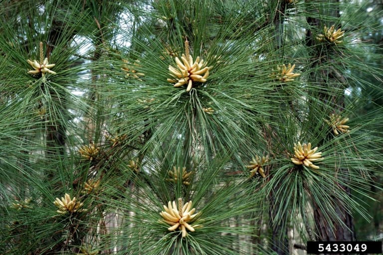 Loblolly pine leaves