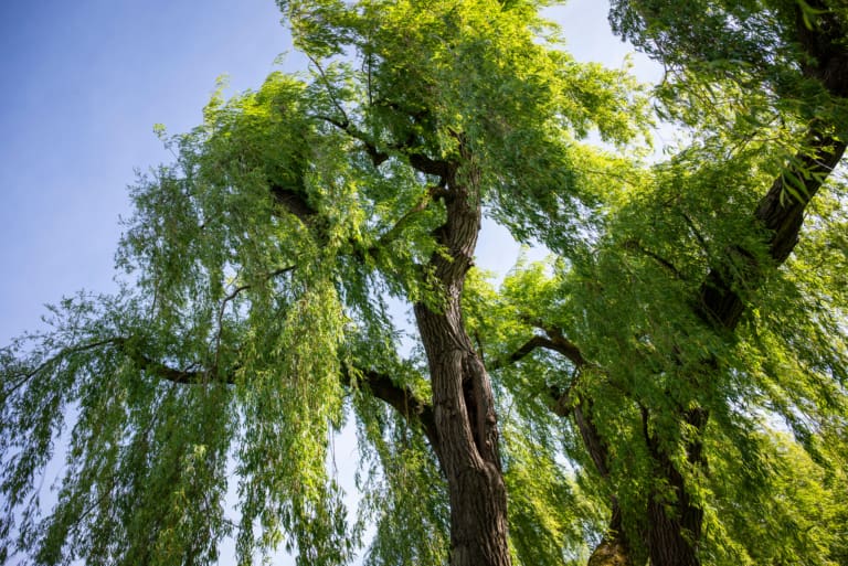 Weeping Willow Tree